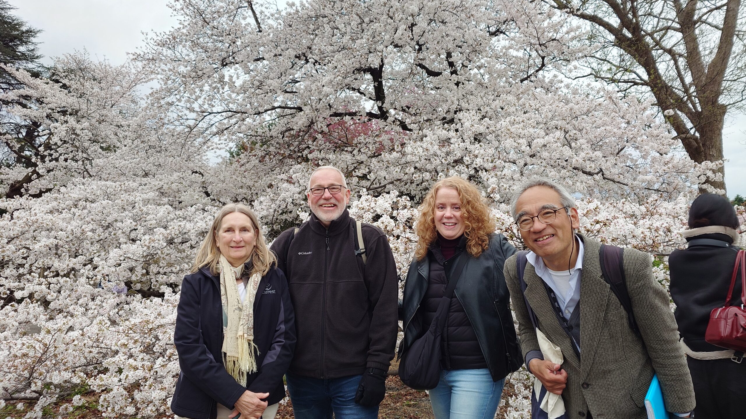 Breathtaking cherry blossoms at Shinjuku Gyoen and a fun sushi class
