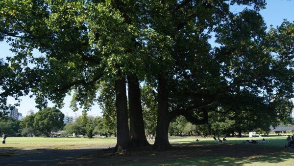 23. Explore nature in Shinjuku Gyoen -Full cost - Image 6