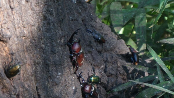 23. Explore nature in Shinjuku Gyoen -Full cost - Image 2