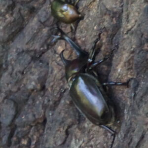 23. Explore nature in Shinjuku Gyoen -Full cost