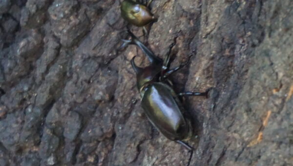 23. Explore nature in Shinjuku Gyoen -Full cost