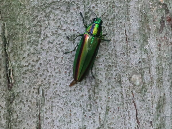 23. Explore nature in Shinjuku Gyoen -Full cost - Image 4
